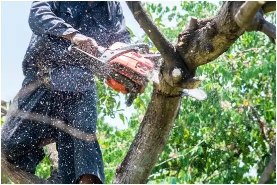 tree services Pine Grove Mills